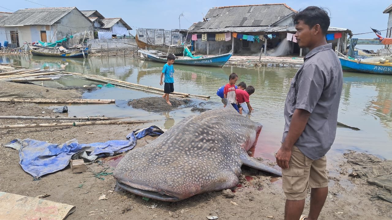 Nelayan Bekasi Temukan Hiu Paus 1 Ton Tersangkut Jaring
