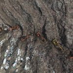 Diburu Jepang hingga Jerman, Proyek PSEL Danantara Siap Ubah Sampah Jadi Listrik